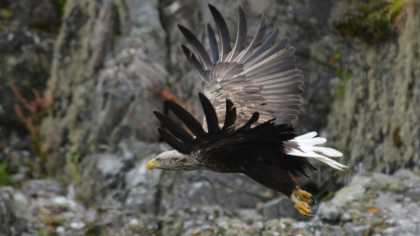 White tailed sea eagle