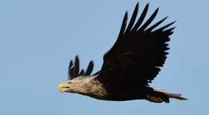 Victor the sea eagle